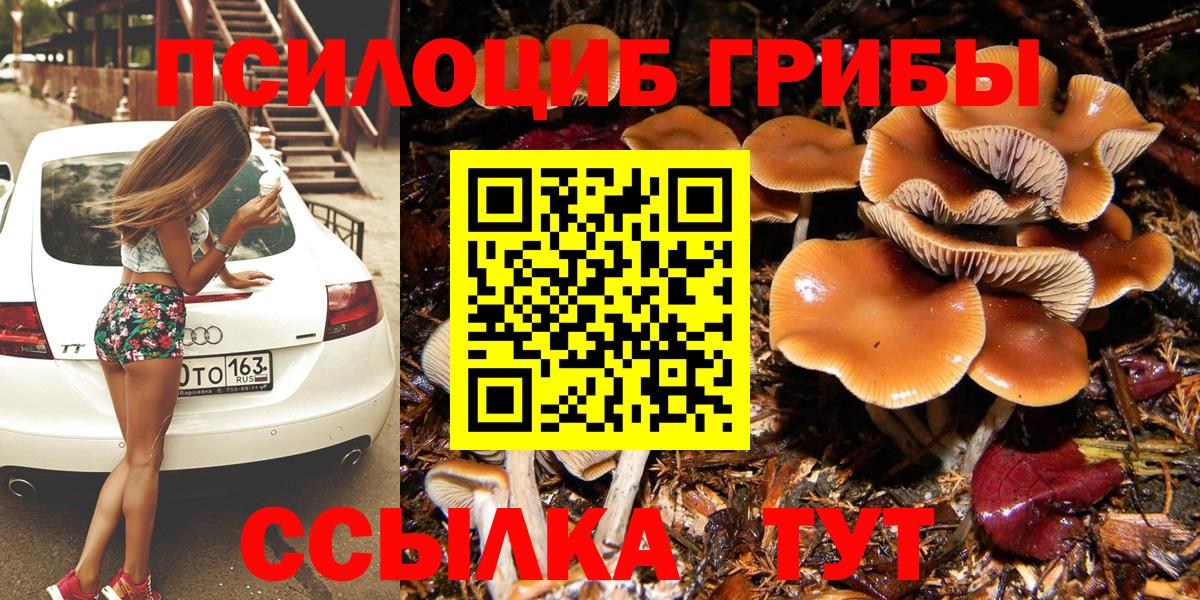 Гатчина  Псилоцибиновые грибы Cubensis  Вход с VPN 